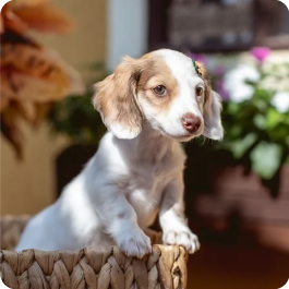 Red Piebald